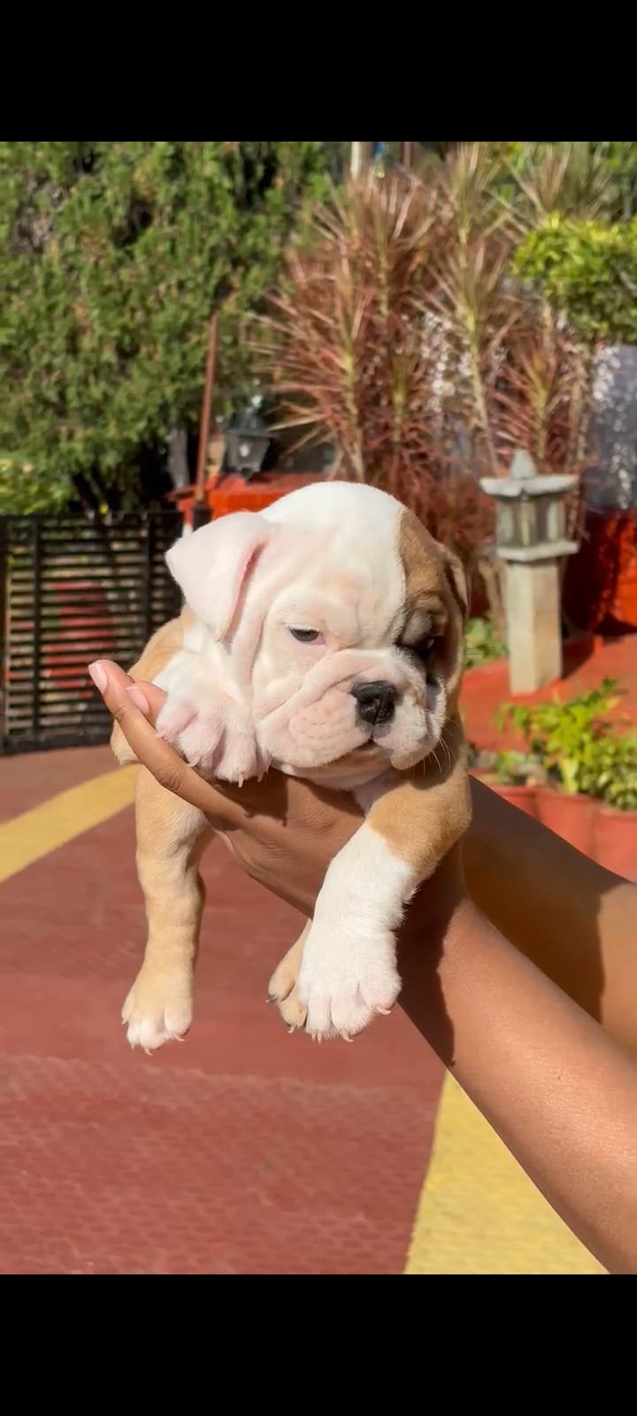 Order Female  English Bulldog  Puppy from Chennai